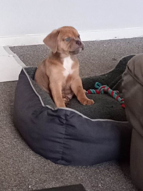 English Bulldog puppies for sale in Thornaby-on-Tees, County Durham – 10 weeks old