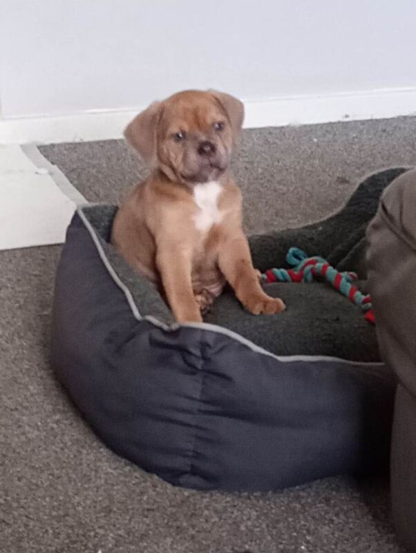 Old tyme x cane corso puppy £800 - Image 2 of 6