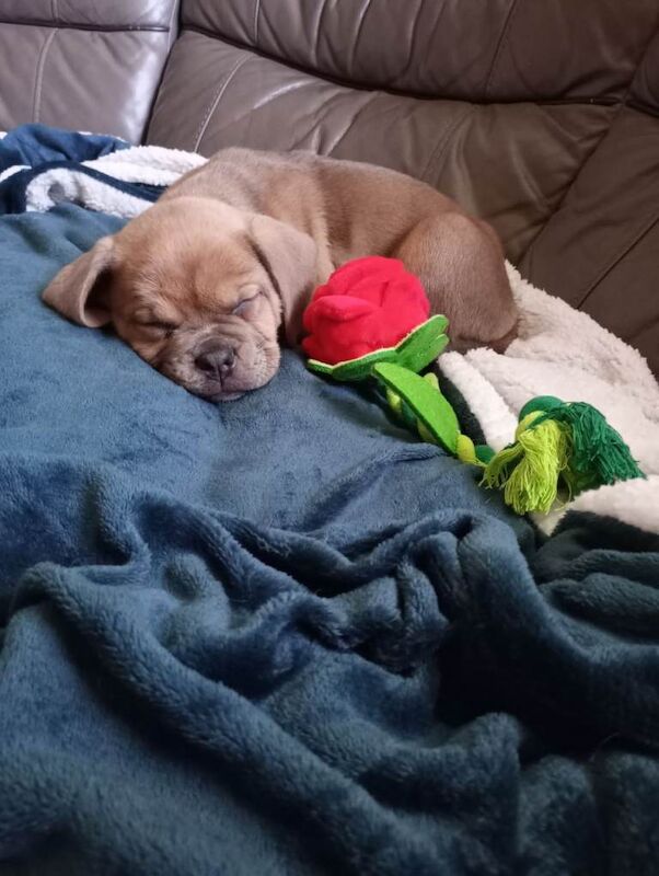 Old tyme x cane corso puppy £800 - Image 3 of 6