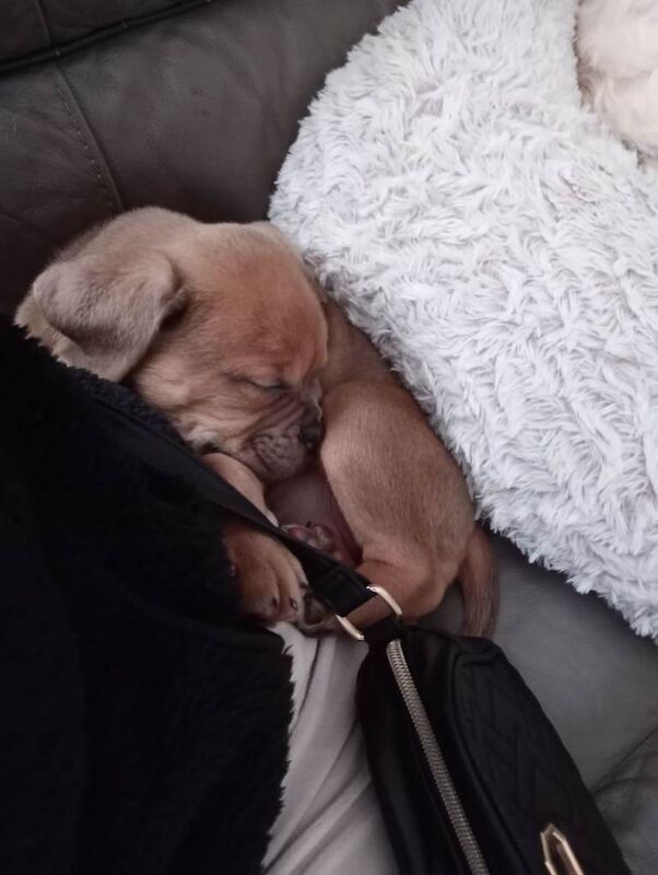 Old tyme x cane corso puppy £800 - Image 4 of 6