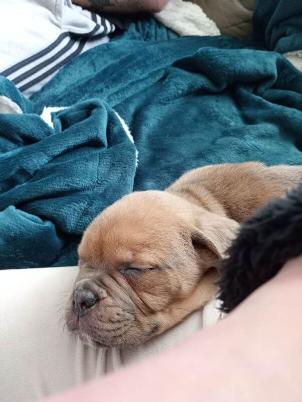 Old tyme x cane corso puppy £800 - Image 5 of 6