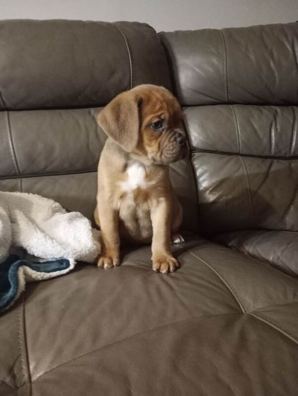 Old tyme x cane corso puppy £800 - Image 6 of 6