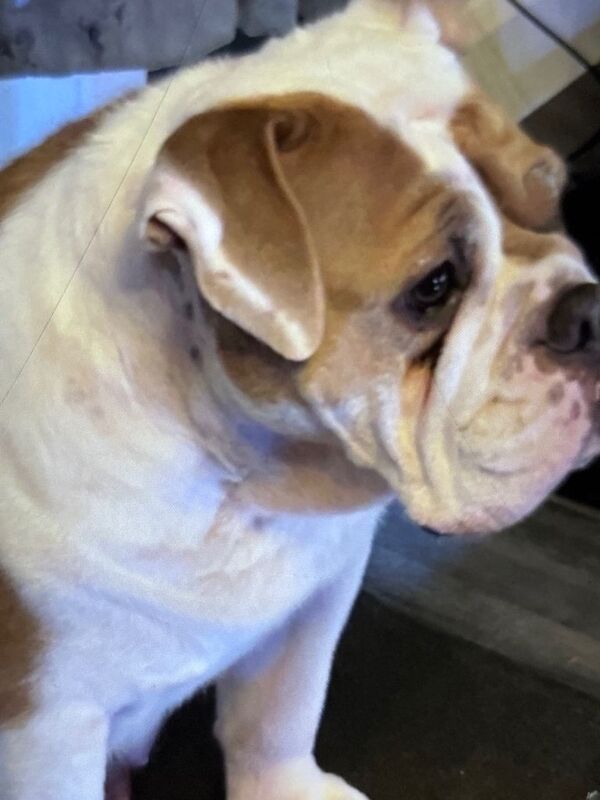 Bulldog Puppies For Sale