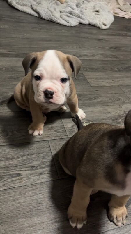 English Bulldog puppies for sale in Middlesbrough, North Yorkshire – 6 weeks old