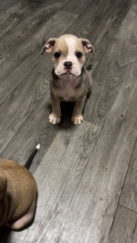 English Bulldog puppies for sale in Middlesbrough, North Yorkshire – 6 weeks old - Image 2 of 3