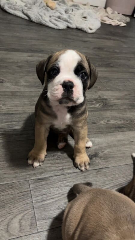 English Bulldog puppies for sale in Middlesbrough, North Yorkshire – 6 weeks old - Image 3 of 3