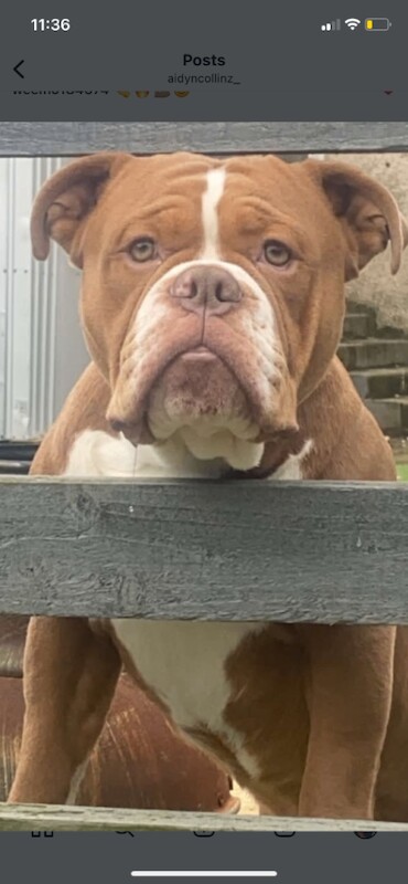 English Bulldog puppies for sale in Ardrossan, Ayrshire and Arran – 3 months old - Image 2 of 3