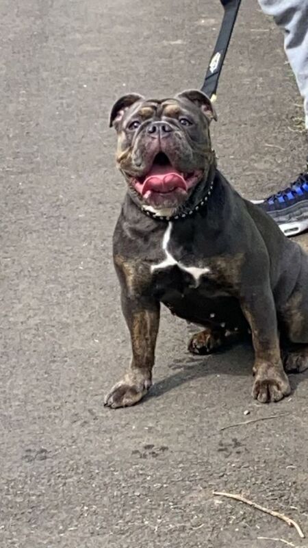 English Bulldog puppies for sale in Ardrossan, Ayrshire and Arran – 3 months old - Image 3 of 3