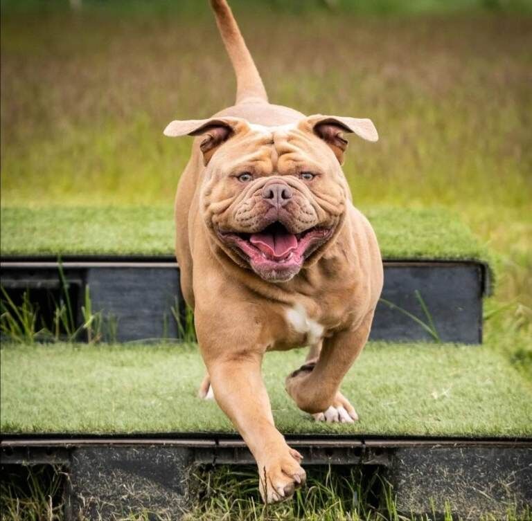 Olde English bulldog