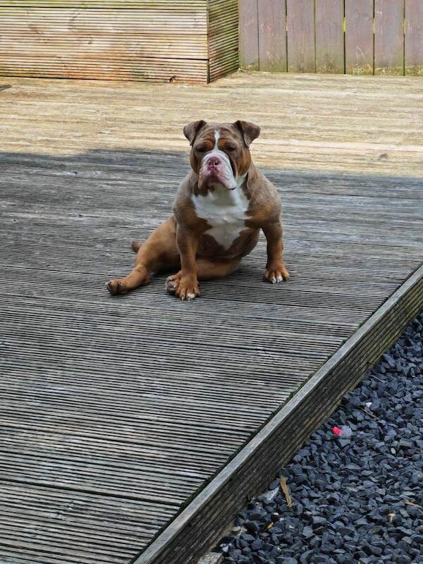 Olde English bulldog - Image 2 of 5