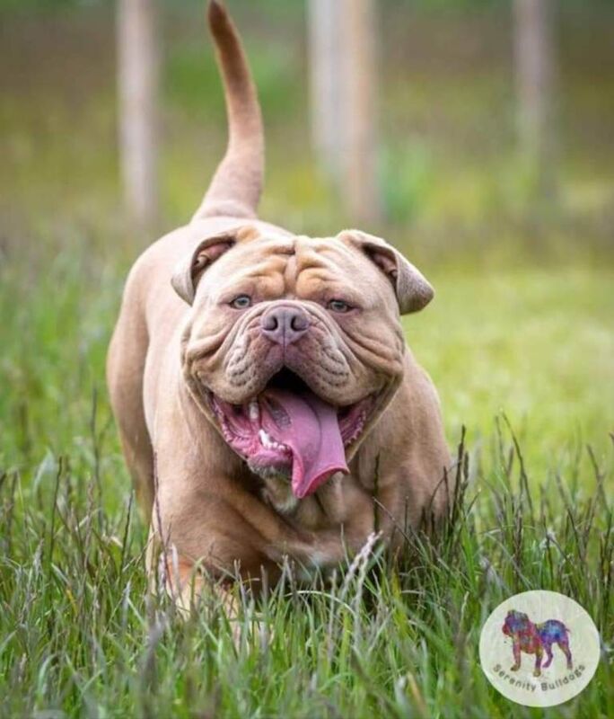 Olde English bulldog - Image 3 of 5