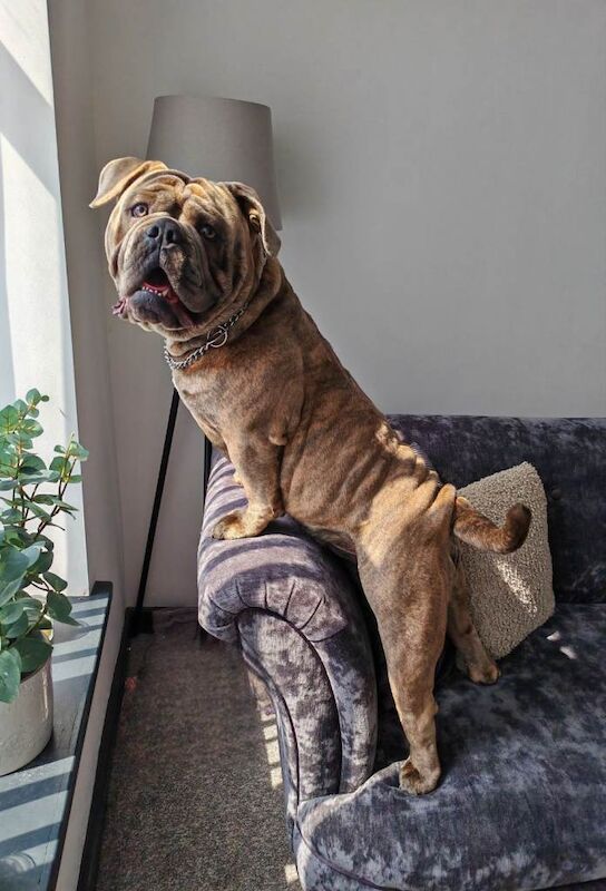 Olde English bulldog - Image 4 of 5