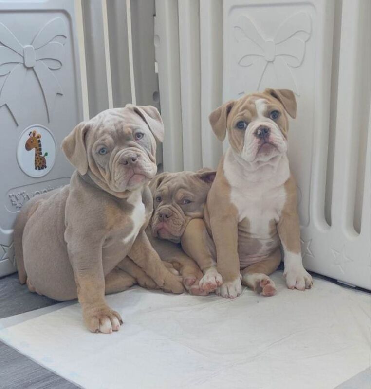 Olde English bulldog - Image 5 of 5