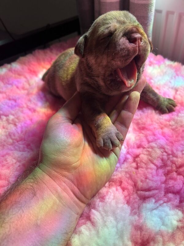 Bulldog Puppies For Sale