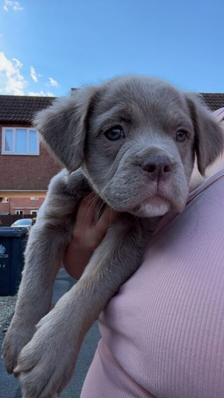 OLDE ENGLISH BULLDOGGE 11 weeks