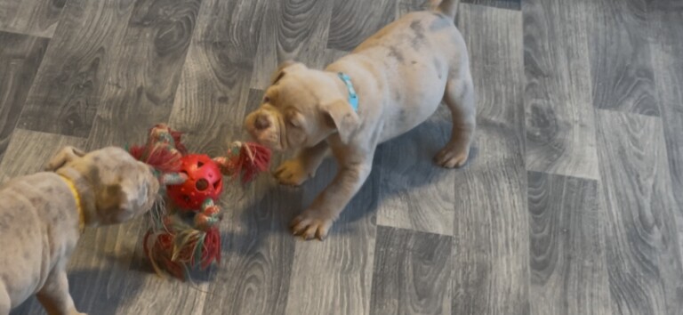 English Bulldog puppies for sale in Preston, Lancashire – 11 weeks old - Image 3 of 4