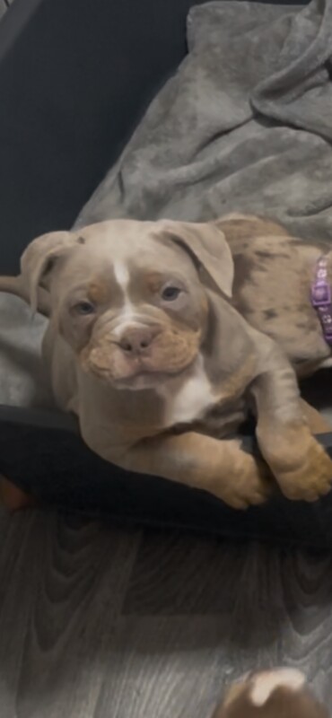 English Bulldog puppies for sale in Preston, Lancashire – 11 weeks old - Image 4 of 4