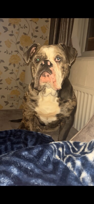 Bulldog Puppies For Sale