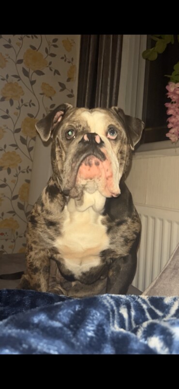 Olde English bulldogge - Image 2 of 4