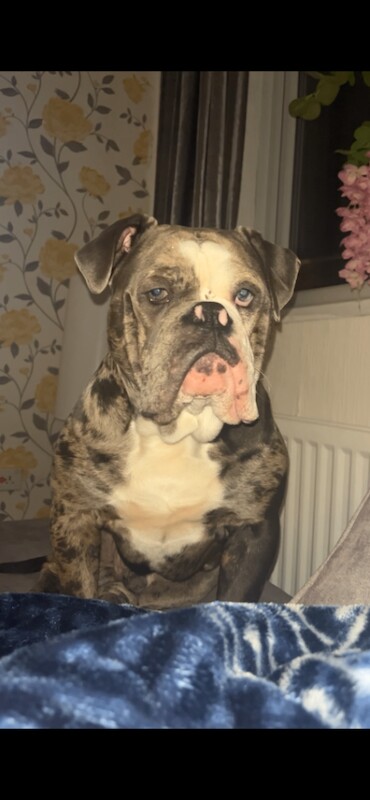 Olde English bulldogge - Image 3 of 4