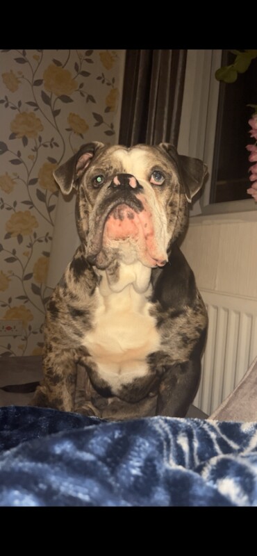 Olde English bulldogge - Image 4 of 4