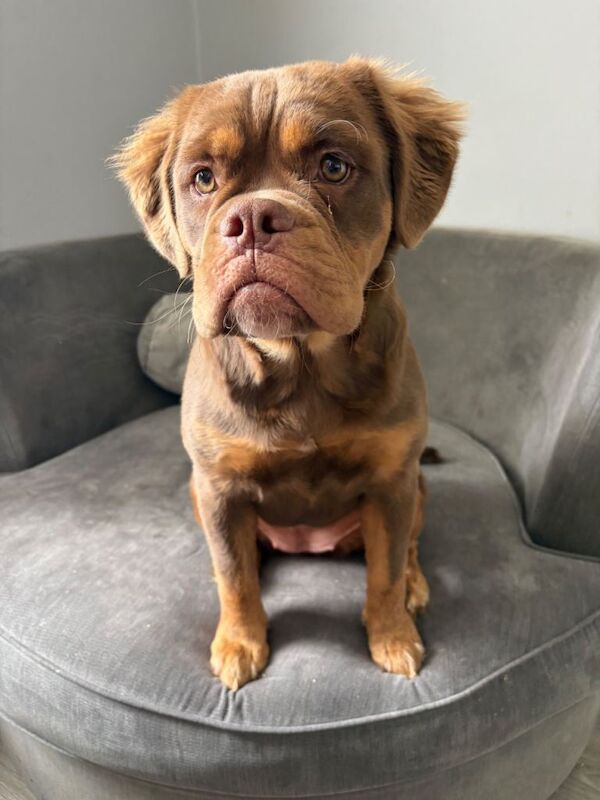 Bulldog Puppies For Sale