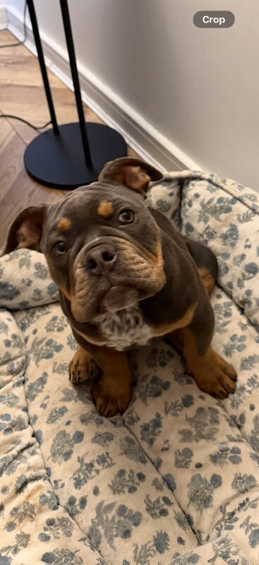 Bulldog Puppies For Sale