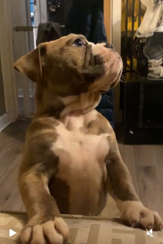 English Bulldog puppies for sale in Ardrossan, Ayrshire and Arran – 3 months old