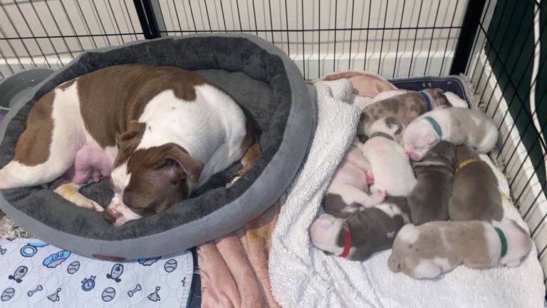 Olde English Bulldogge Puppies - Image 2 of 3