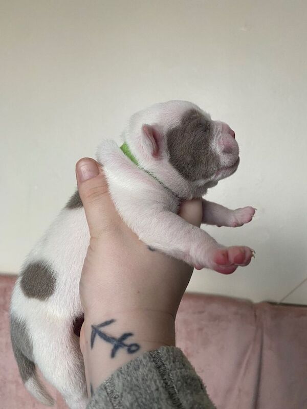 Olde English Bulldogge Puppies - Image 3 of 3