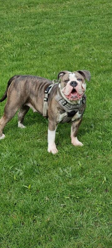 English Bulldog puppies for sale in Maryport, Cumbria – 5 weeks old - Image 2 of 3
