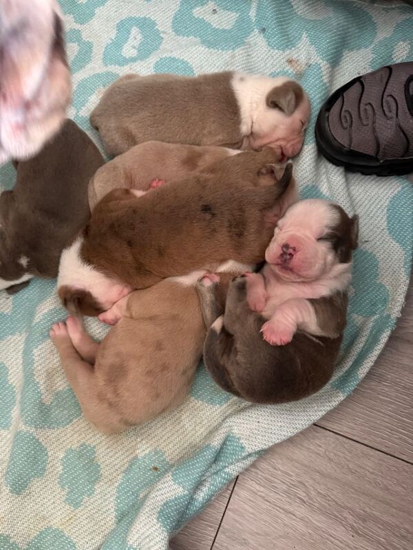 Olde English bulldogge pups for sale for a small fraction of there actual value for the reason below - Image 4 of 6