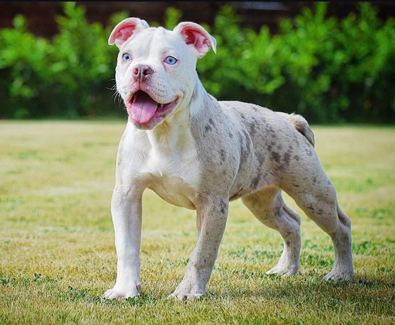 Olde English bulldogs Healthier, fitter, longevity!! - Image 3 of 11
