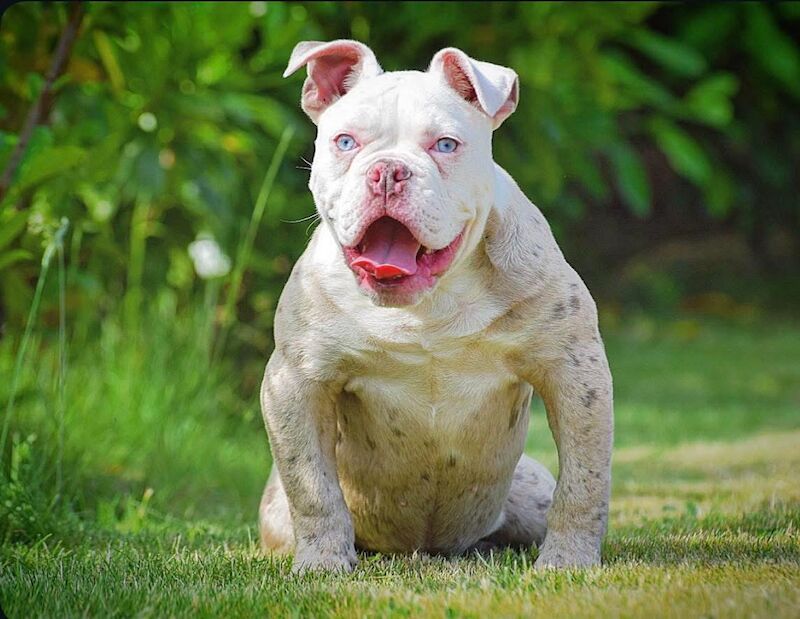 Olde English bulldogs Healthier, fitter, longevity!! - Image 4 of 11
