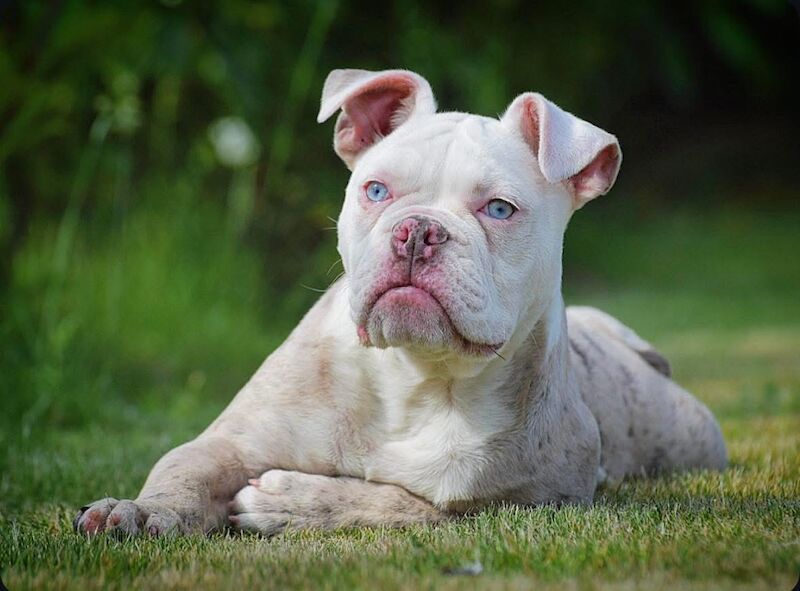 Olde English bulldogs Healthier, fitter, longevity!! - Image 5 of 11