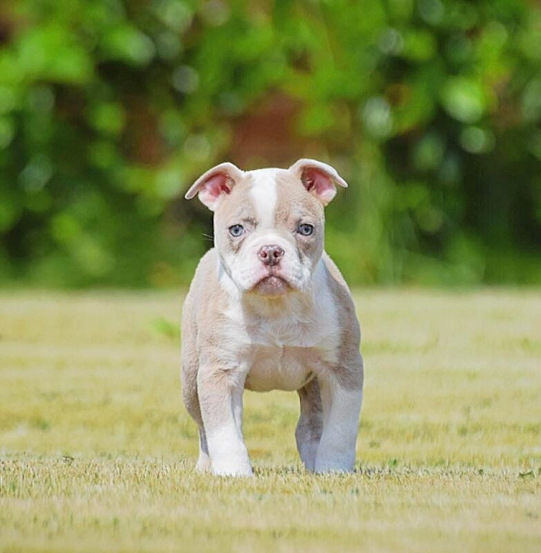 Olde English bulldogs Healthier, fitter, longevity!! - Image 6 of 11