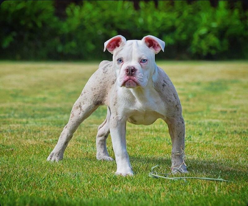 Olde English bulldogs Healthier, fitter, longevity!! - Image 7 of 11