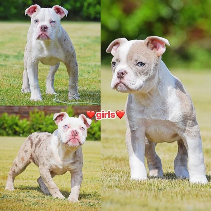 Olde English bulldogs Healthier, fitter, longevity!! - Image 8 of 11