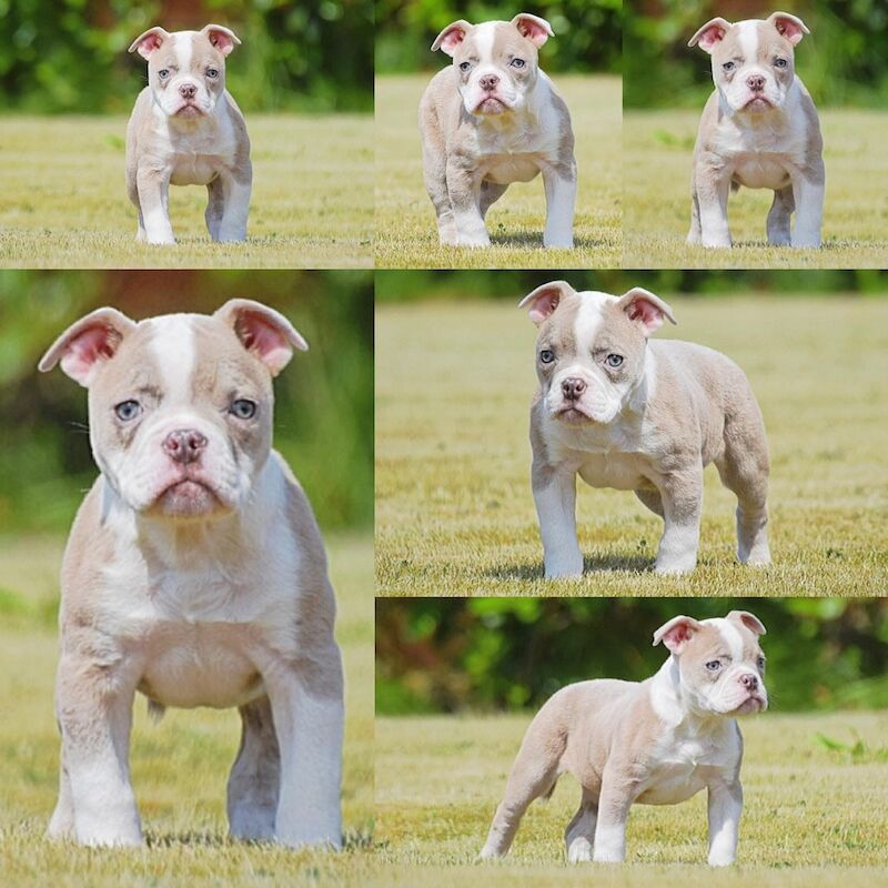 Olde English bulldogs Healthier, fitter, longevity!! - Image 10 of 11