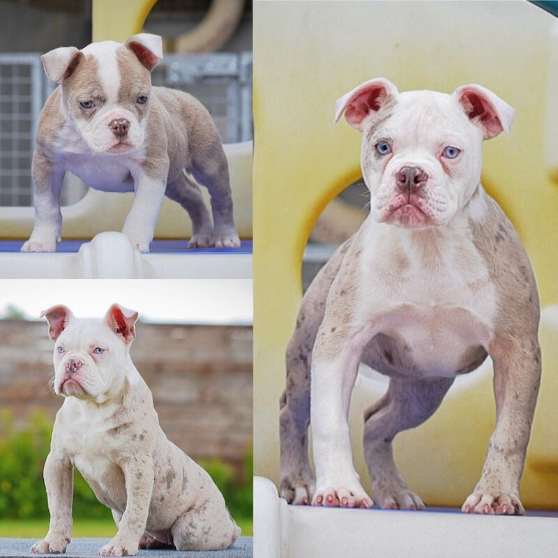 Olde English bulldogs Healthier, fitter, longevity!! - Image 11 of 11