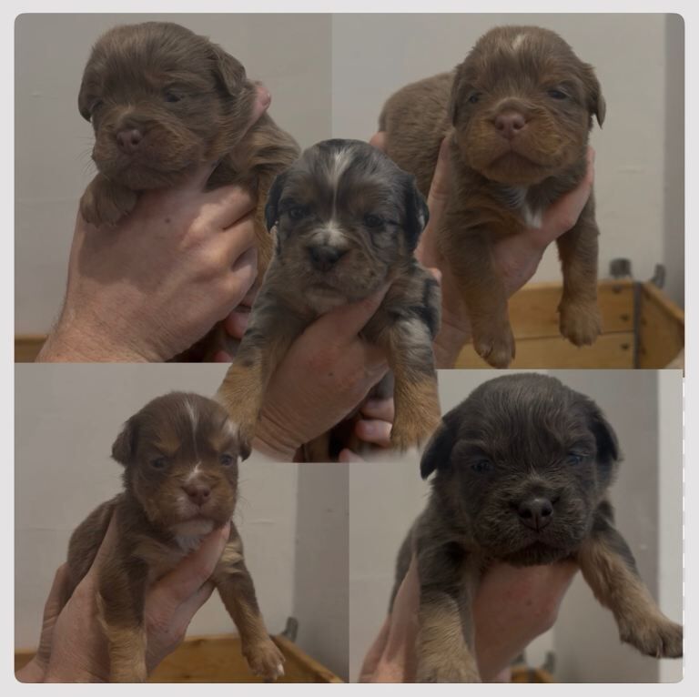 Bulldog Puppies For Sale