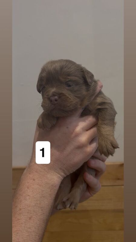 English Bulldog puppies for sale in Plymouth, Devon – 4 weeks old - Image 2 of 3