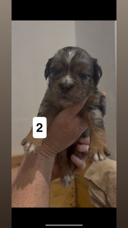 English Bulldog puppies for sale in Plymouth, Devon – 4 weeks old - Image 3 of 3