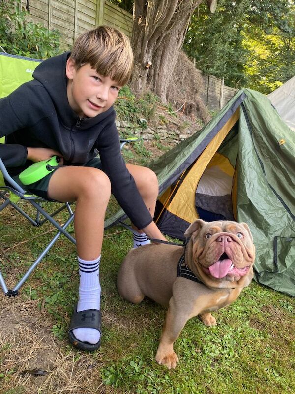 Bulldog Puppies For Sale