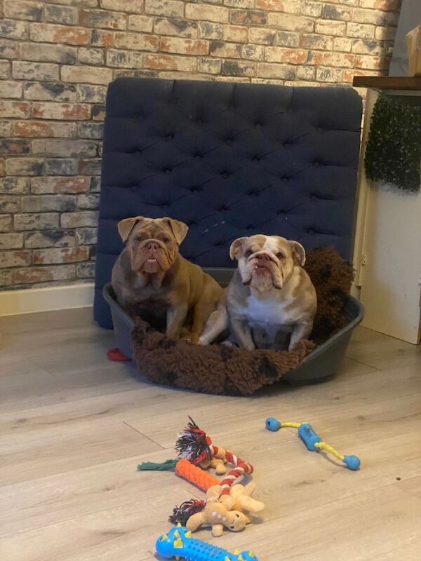 English Bulldog puppies for sale in Church Stretton, Shropshire – 1 year old - Image 2 of 3