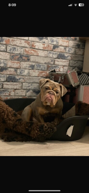 English Bulldog puppies for sale in Church Stretton, Shropshire – 1 year old - Image 3 of 3