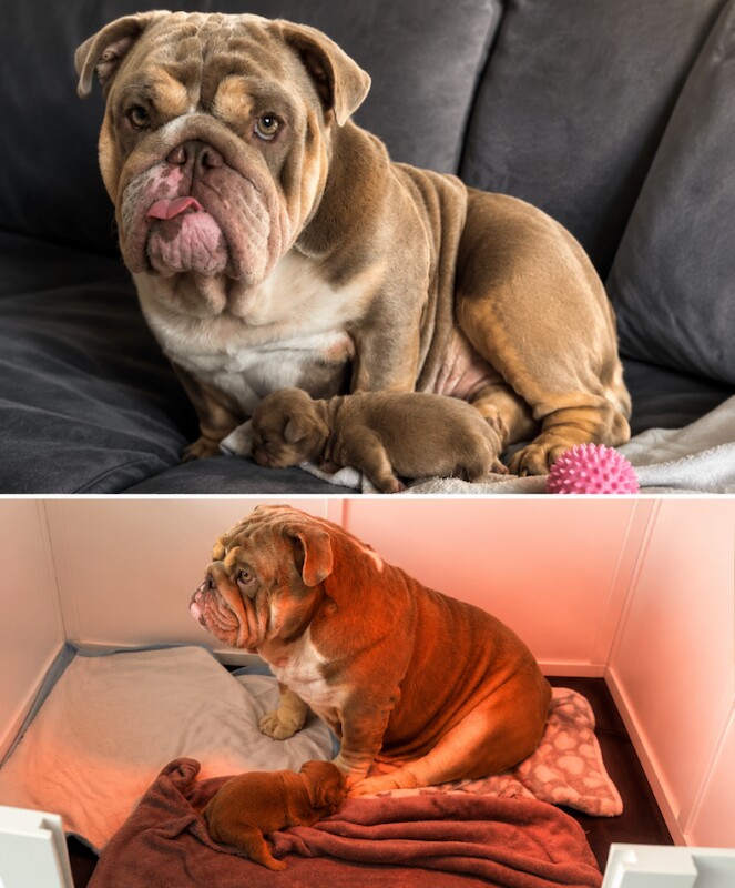 Pedigree English bulldog puppies