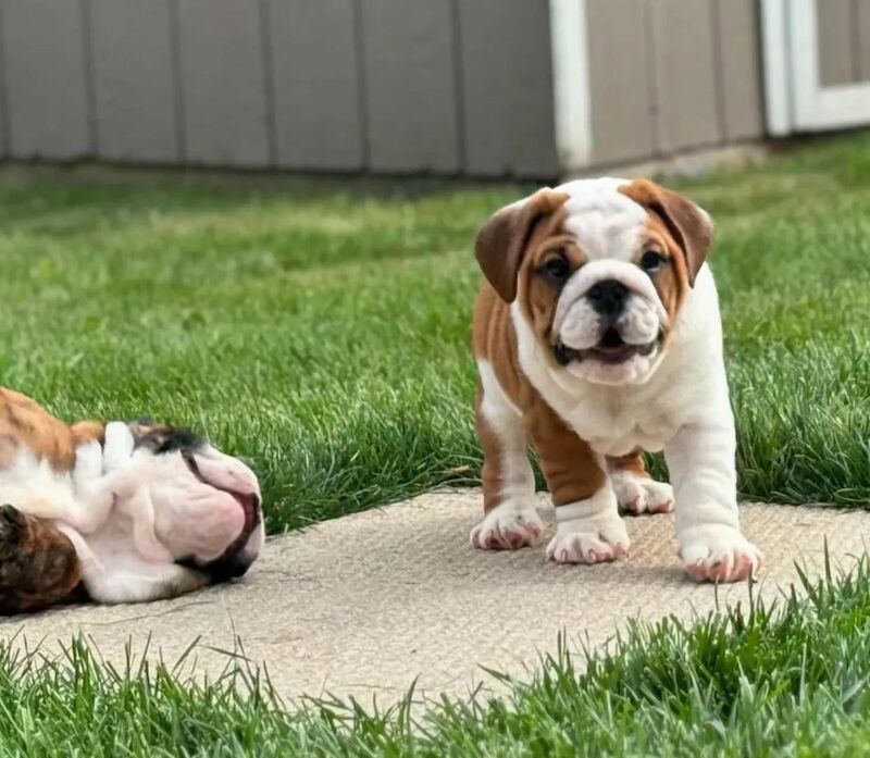 English Bulldog puppies for sale in Greater London – KC registered, 9 weeks old