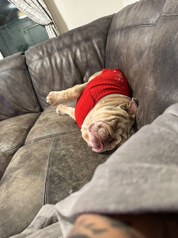 English Bulldog puppies for sale in Wellingborough, Northamptonshire – 3 years old - Image 1 of 4