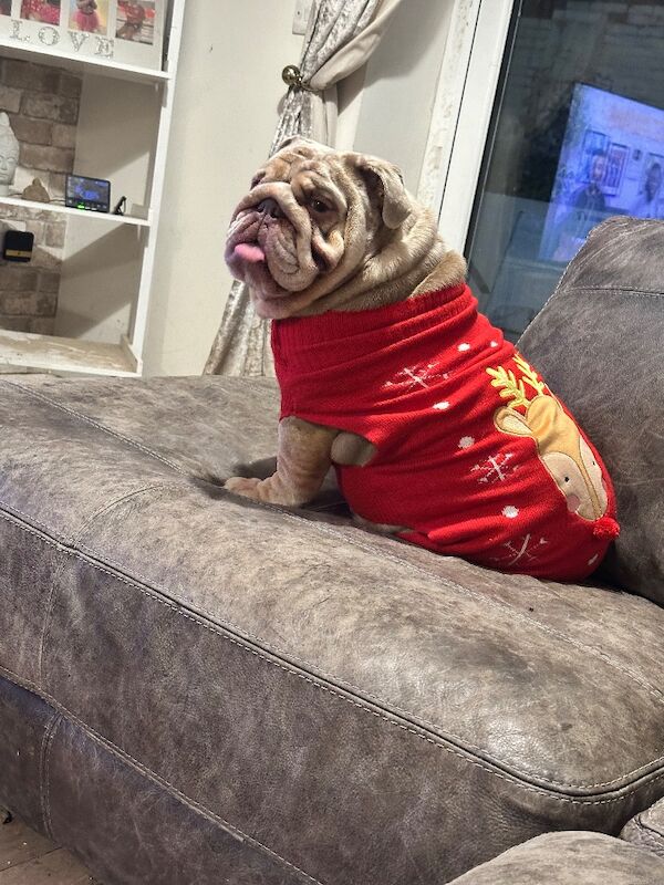 English Bulldog puppies for sale in Wellingborough, Northamptonshire – 3 years old - Image 3 of 4